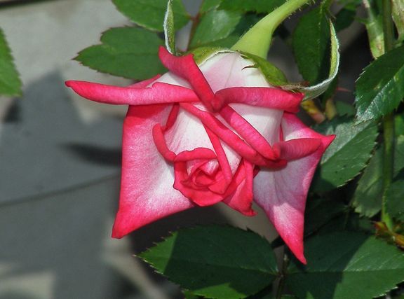 Magic Show photo ms2014_06280004_zps469f5147.jpg